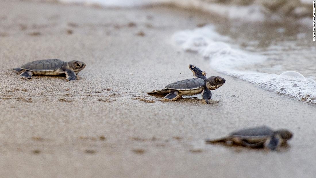 Cute Sea Turtles Hatch In Saida And Tyre, Lebanon with Determination