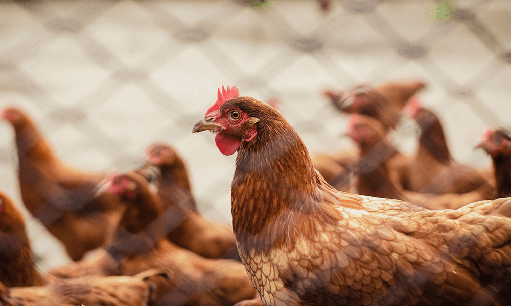 Business & Investments Ideas in Lebanon  #6: Chicken/Cow Rental