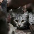 Save our strays feeding stations in beirut